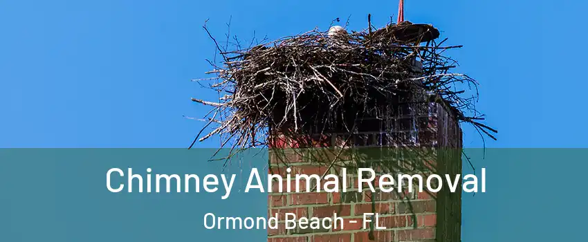 Chimney Animal Removal Ormond Beach - FL