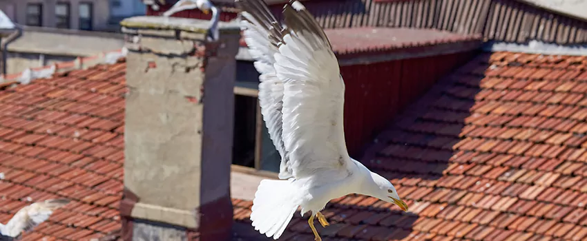 Residential Chimney Animal Removal Solution in Ormond Beach, FL