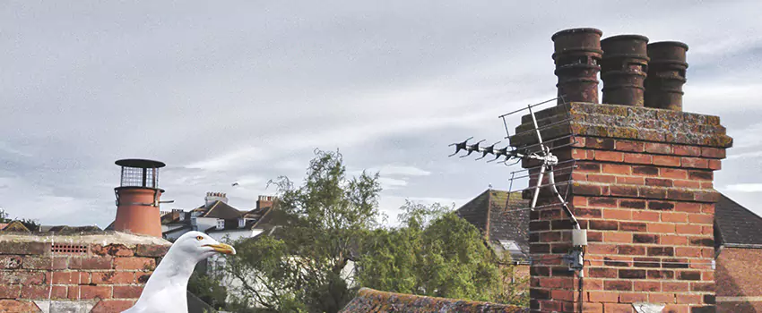 Chimney Cleaning And Restoration in Ormond Beach, Florida